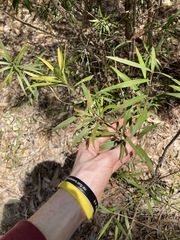 Melaleuca linearifolia