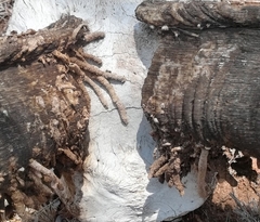 Ceratophaga vastella