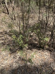 Melaleuca linearifolia