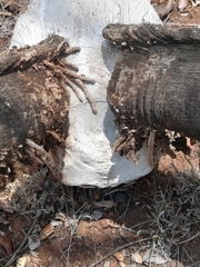 Ceratophaga vastella