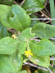 Tetragonia implexicoma