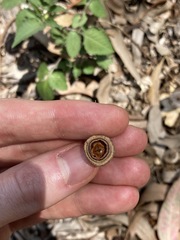 Eucalyptus longifolia