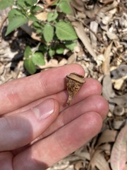 Eucalyptus longifolia