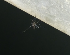 Aedes notoscriptus