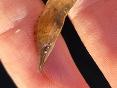 Caridea