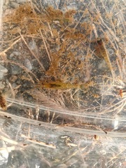 Caridea