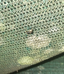 Toxorhynchites speciosus
