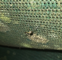 Toxorhynchites speciosus