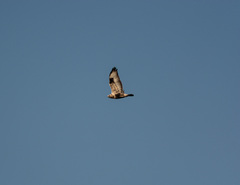 Buteo lagopus