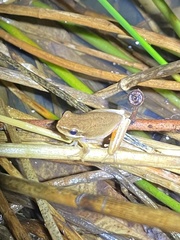 Litoria fallax