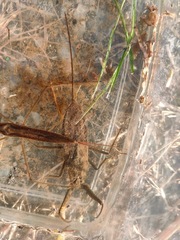 Laccotrephes japonensis