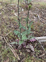 Senecio picridioides