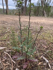 Senecio picridioides