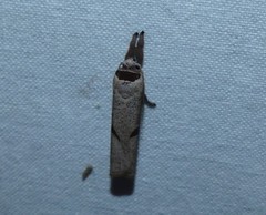 Pilostibes stigmatias