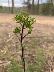 Senecio picridioides