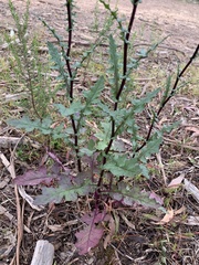 Senecio picridioides