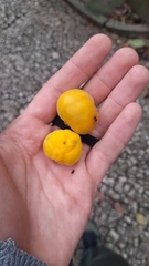 Eugenia pyriformis