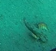 Inimicus filamentosus