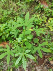 Hibiscus cannabinus