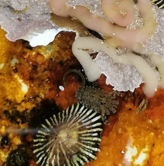 Exosphaeroma truncatitelson