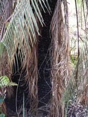 Macrozamia moorei