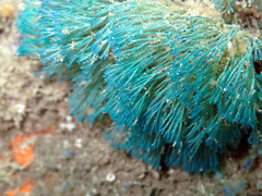 Bugulidae