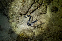 Emydocephalus ijimae