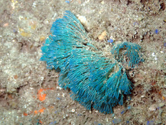 Bugulidae