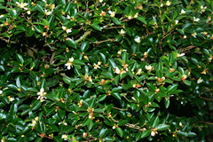 Camellia brevistyla