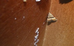 Pseudozarba bipartita