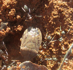 Delegorguella atomaria