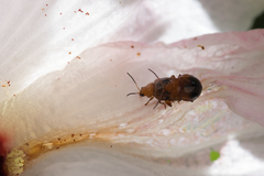 Nisotra bicolorata