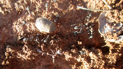 Delegorguella atomaria