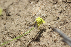 Thyridanthrax andrewsi