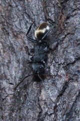 Polyrhachis erato