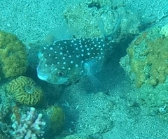 Cyclichthys spilostylus