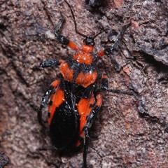 Tegea atropicta