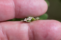 Pimelea altior