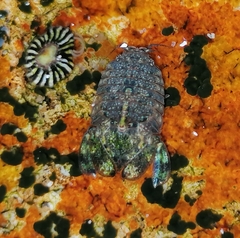 Exosphaeroma hylecoetes