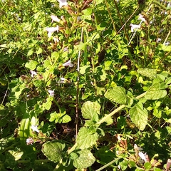 Clinopodium nepeta