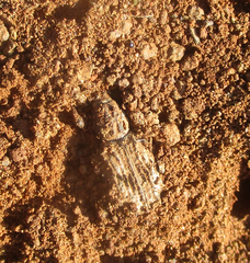 Microcerinae