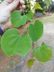 Cercis canadensis