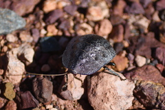 Polyzosteria pubescens