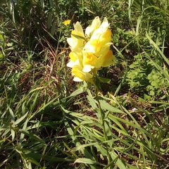 Linaria vulgaris