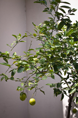 Citrus × latifolia