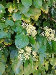 Hedera helix