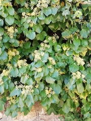 Hedera helix