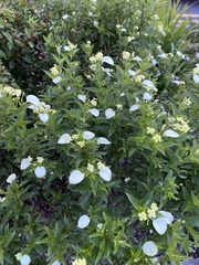 Pseudomussaenda flava