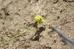 Thyridanthrax andrewsi