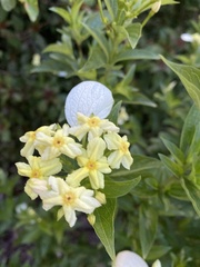 Pseudomussaenda flava